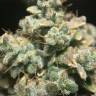 семена конопли гидропоники Auto OG Kush feminised Humboldt Seeds семена конопли гидропоники Auto OG Kush feminised Humboldt Seeds