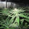 семена конопли Devil Fruit feminised Medical Seeds