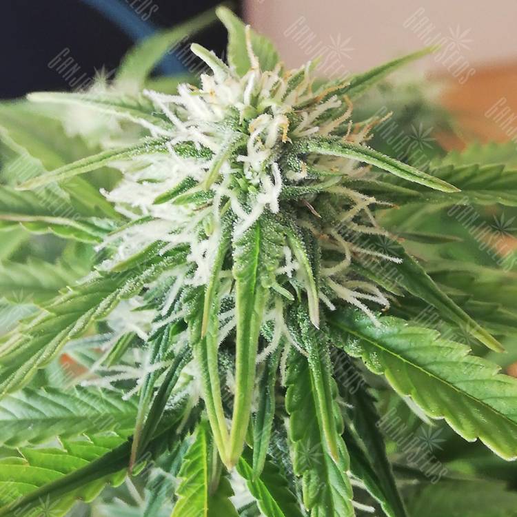 семена конопли в фирменной упаковке Auto Jack 47 XL feminised Sweet Seeds
