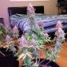 Семена конопли Auto Blue Mazar feminised Ganja Seeds Семена конопли Auto Blue Mazar feminised Ganja Seeds