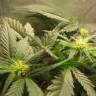 качественные семена конопли Auto Lowryder regular качественные семена конопли Auto Lowryder regular