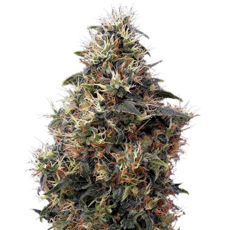 семена конопли недорого Auto Sweet Mango feminised семена конопли недорого Auto Sweet Mango feminised