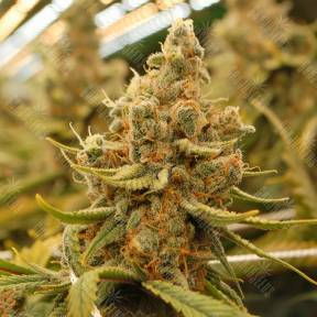 King's Kush feminised Green House Seeds