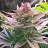 семена конопли f1 в оригинальной упаковке Purple Punch feminised Barneys Farm семена конопли f1 в оригинальной упаковке Purple Punch feminised Barneys Farm