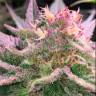 семена сортовой конопли Purple Punch feminised Barneys Farm семена сортовой конопли Purple Punch feminised Barneys Farm