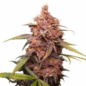 Purple Punch feminised Barneys Farm