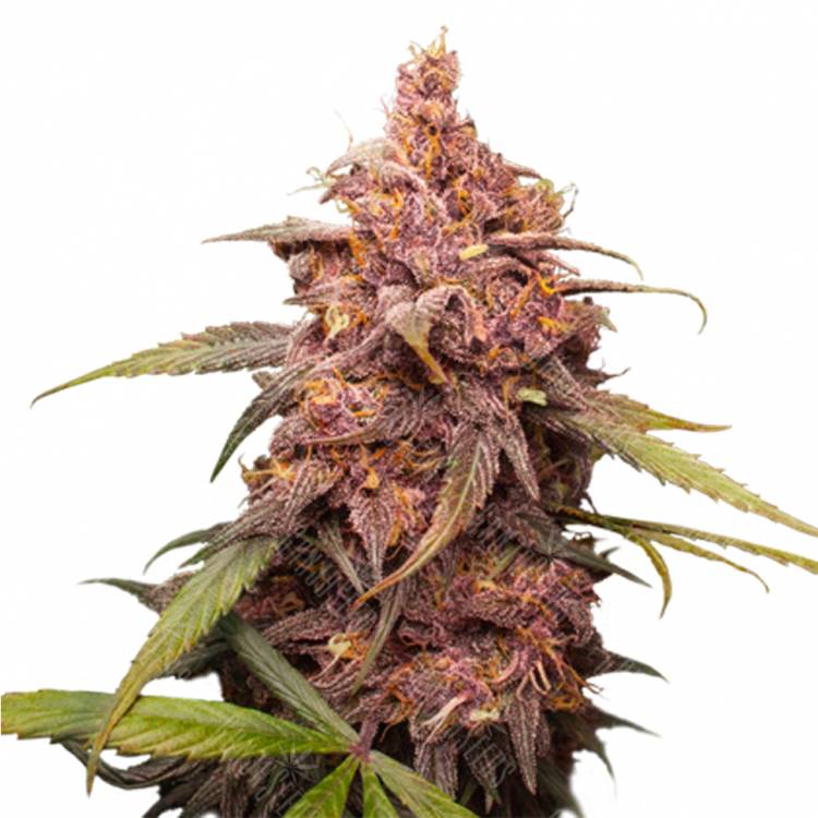 семена конопли феминизированные Purple Punch feminised Barneys Farm семена конопли феминизированные Purple Punch feminised Barneys Farm