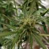 семена индийской конопли Auto Sour Diesel feminised Humboldt Seeds