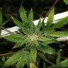 семена конопли автоцвет Auto Sour Diesel feminised Humboldt Seeds