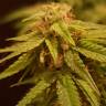 семена конопли феминизированные Auto Alpujarrena feminised Pyramid Seeds