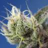 качественные семена конопли Auto Sweet Cheese XL feminised Sweet Seeds