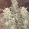 семена конопли индика Auto Bomb regular семена конопли индика Auto Bomb regular