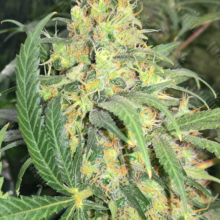 купить семена конопли для выращивания Super Skunk regular купить семена конопли для выращивания Super Skunk regular