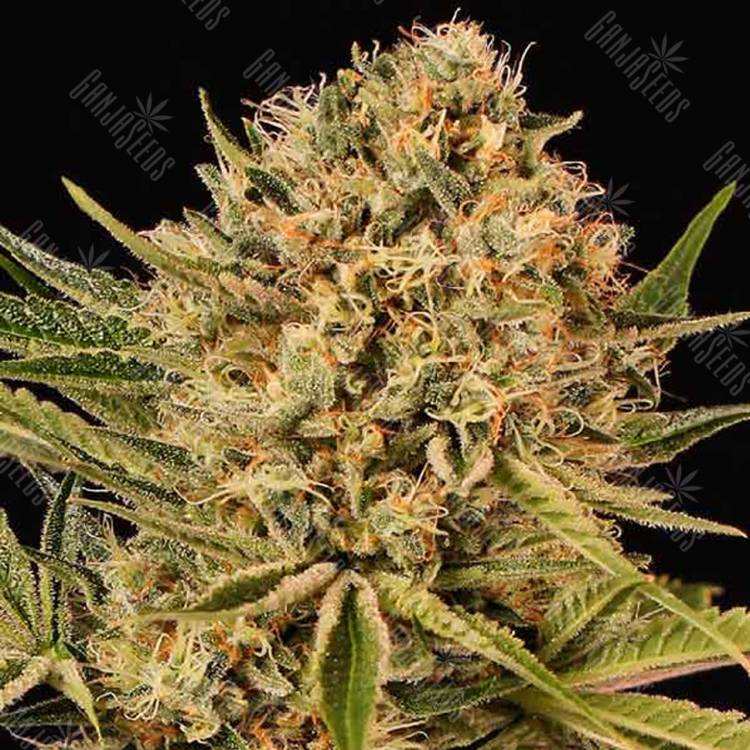 хорошие семена конопли Herz OG feminised Exotic Seed хорошие семена конопли Herz OG feminised Exotic Seed