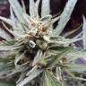 семена конопли в оригинальных упаковках Auto Sweet Gelato feminised Sweet Seeds