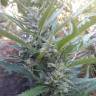 заказ семян конопли Спб Auto Sweet Gelato feminised Sweet Seeds