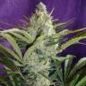 семена конопли недорого Black Widow regular Ganja Seeds