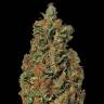 купить семена конопли Red Diesel feminised Barneys Farm купить семена конопли Red Diesel feminised Barneys Farm