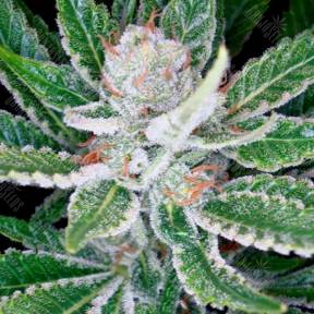 Sleestack feminised DNA Genetics