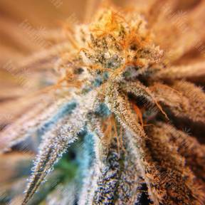 Amherst Sour Diesel feminised Humboldt Seeds