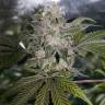 семена конопли индика Mendocino Purple Kush feminised Medical Seeds семена конопли индика Mendocino Purple Kush feminised Medical Seeds