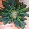семена конопли наложенным платежом Auto Amnesia Gold feminised Pyramid Seeds семена конопли наложенным платежом Auto Amnesia Gold feminised Pyramid Seeds