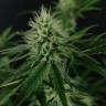мощные семена конопли Candy Kush Express (Fast Flowering) feminised Royal Queen