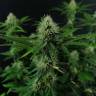 семена конопли в фирменной упаковке Candy Kush Express (Fast Flowering) feminised Royal Queen