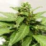 заказ семян конопли Москва Auto Sweet Pure CBD feminised Sweet Seeds