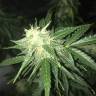 Семена марихуаны Auto Critical XXL feminised Ganja Seeds Семена марихуаны Auto Critical XXL feminised Ganja Seeds