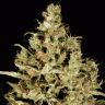 Заказать семена Atomical Haze feminised Ganja Seeds Заказать семена Atomical Haze feminised Ganja Seeds