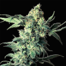 семена конопли Northern Lights regular