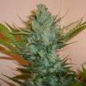 семена конопли с доставкой Northern Lights regular семена конопли с доставкой Northern Lights regular