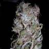 семена конопли элитных сортов Northern Lights regular
