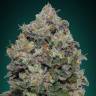 семена конопли для выращивания Northern Lights regular семена конопли для выращивания Northern Lights regular