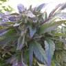 заказать качественные семена конопли Pure Kush feminised Green House Seeds