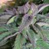 заказать на сайте семена конопли Pure Kush feminised Green House Seeds