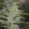 Auto Compassion Lime CBD feminised Dutch Passion Seeds Auto Compassion Lime CBD feminised Dutch Passion Seeds