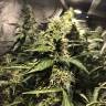 семена конопли сорта сатива Blue AK regular Ganja Seeds
