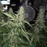 семена конопли для курения Blue AK regular Ganja Seeds
