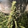 семена конопли для выращивания Blue AK regular Ganja Seeds