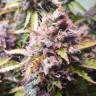 заказ семян конопли Москва Blue Dream feminised Humboldt Seeds заказ семян конопли Москва Blue Dream feminised Humboldt Seeds