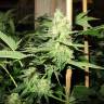 семена конопли для выращивания No Name feminised Medical Seeds