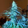 заказать на сайте семена конопли Auto Anesthesia feminised Pyramid Seeds заказать на сайте семена конопли Auto Anesthesia feminised Pyramid Seeds