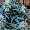 где можно заказать семена конопли Auto Anesthesia feminised Pyramid Seeds где можно заказать семена конопли Auto Anesthesia feminised Pyramid Seeds