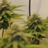семена сортовой конопли Chocolate Haze feminised Royal Queen