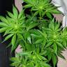 где можно заказать семена конопли Big Devil F1 Fast Version feminised Sweet Seeds