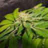 заказать качественные семена конопли Big Devil F1 Fast Version feminised Sweet Seeds