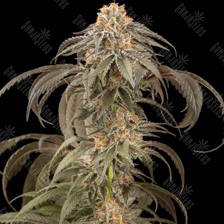 купить семена конопли в рф Afghan Kush feminised купить семена конопли в рф Afghan Kush feminised