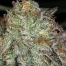 доставка семян конопли Afghan Kush feminised доставка семян конопли Afghan Kush feminised